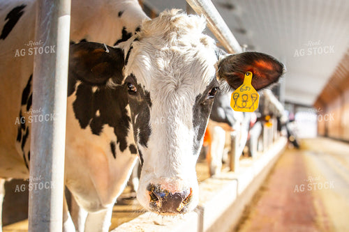Holstein Cattle  270271
