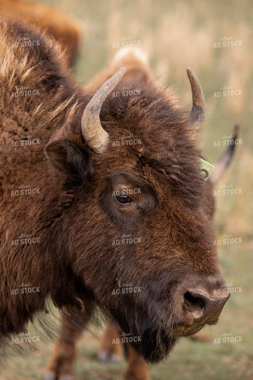 Bison 187171