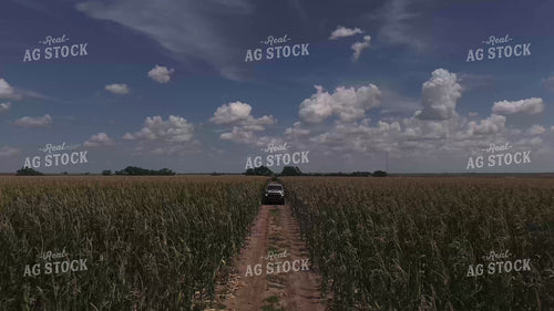 Driving Through Wind Damaged Corn 239372