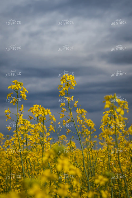 Flowering Canola 138032
