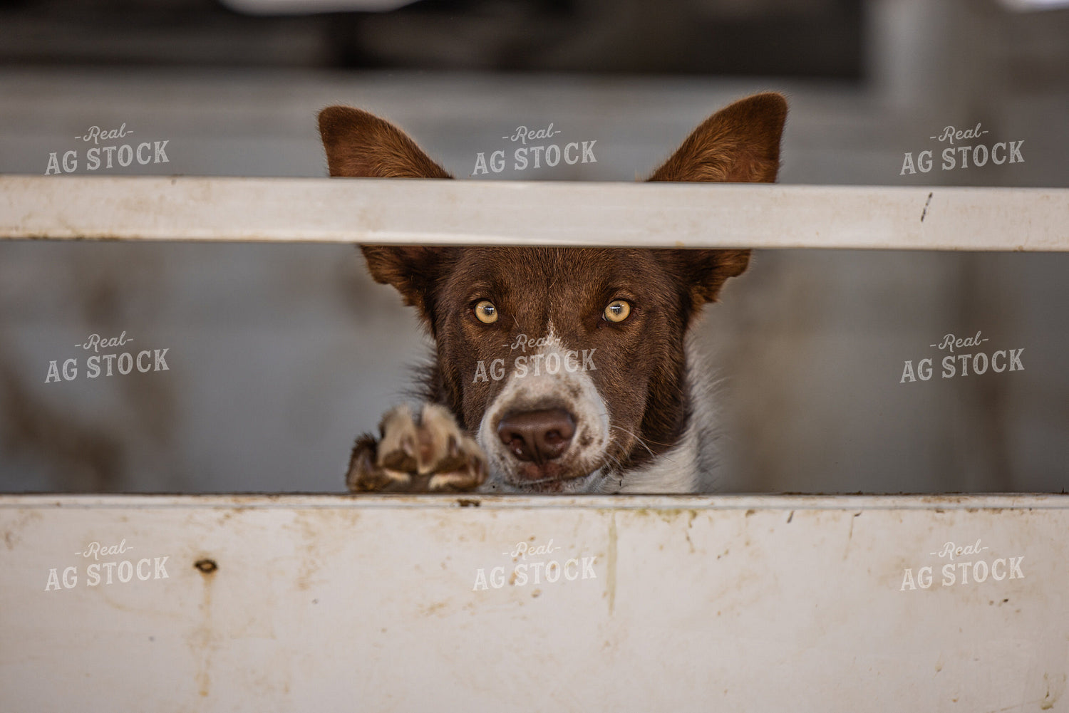 Ranch Dog 304031