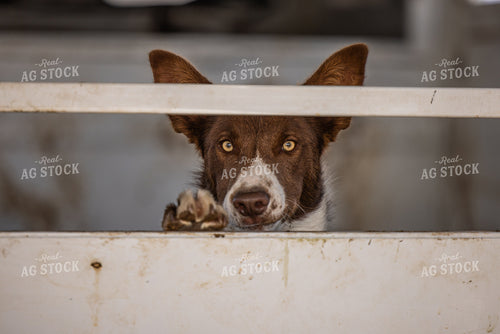 Ranch Dog 304031