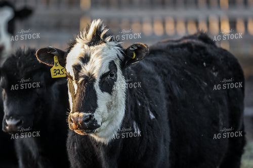 Cattle Standing in Feedlot 138019