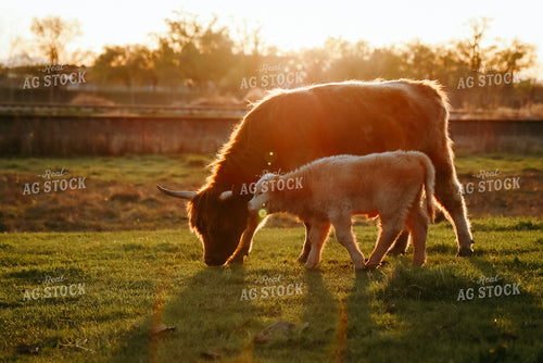 Highland Cattle 83060