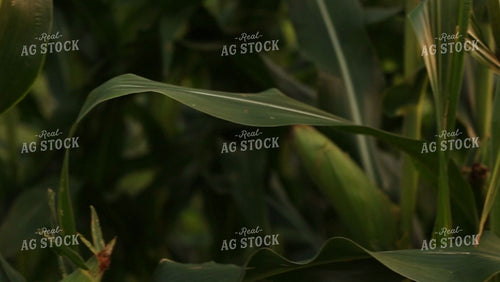 Corn Video - Pan to Pollinated Ear 2317