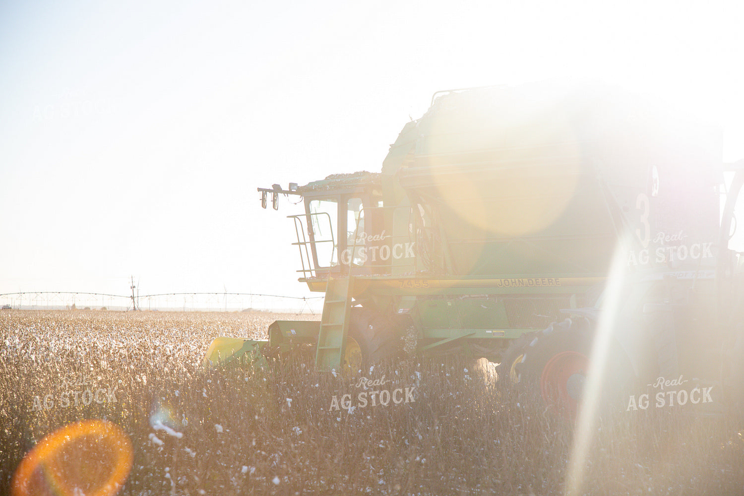 Cotton Harvest 208105