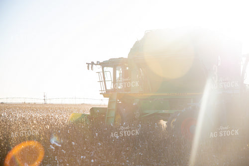 Cotton Harvest 208105