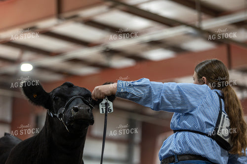 Showing Cattle 77348