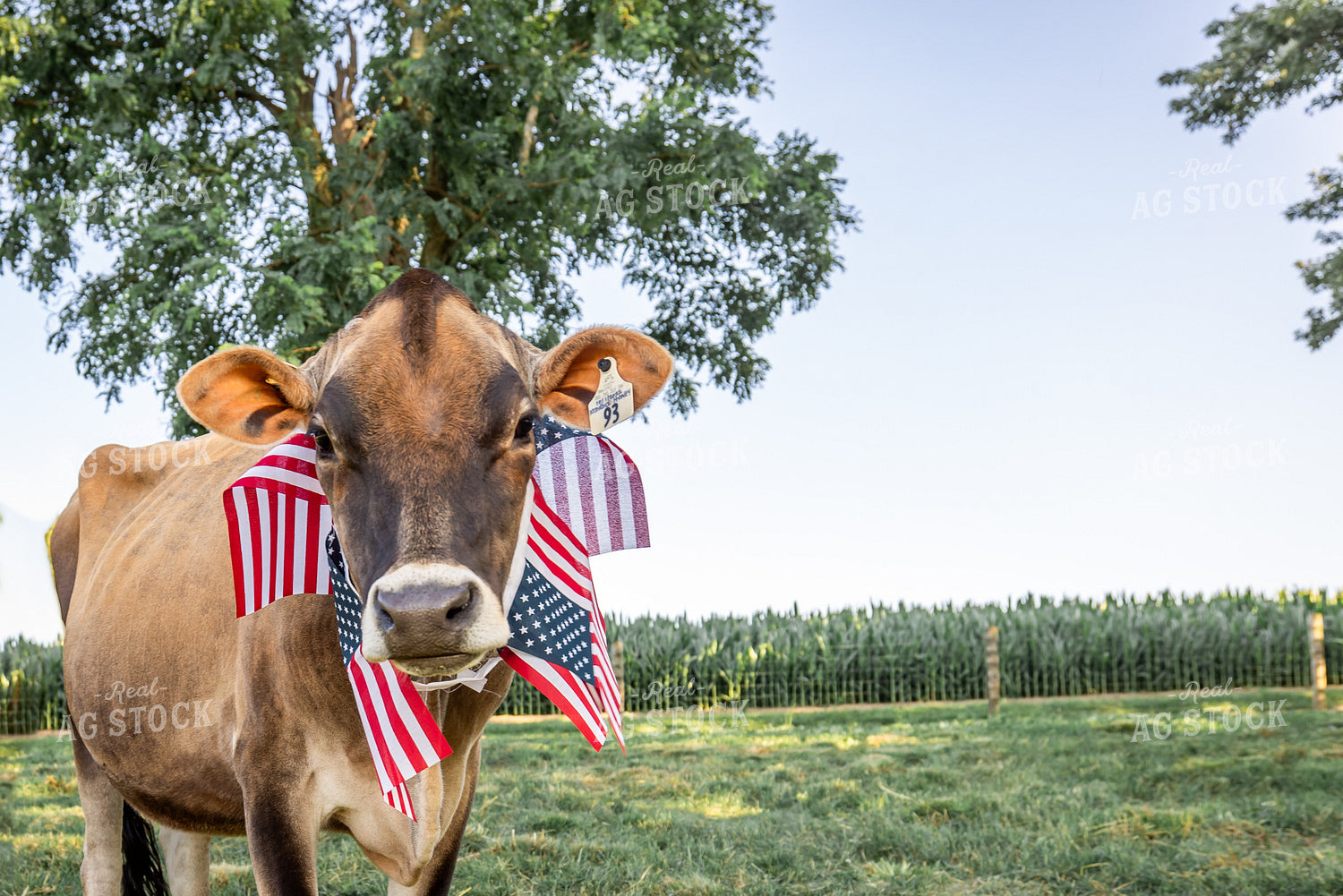 Patriotic Jersey Cow 270011