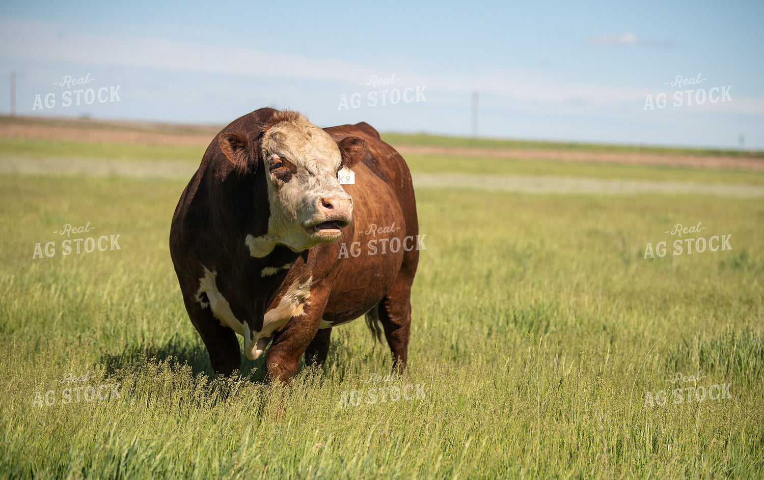 Hereford Bull on Pasture 212035
