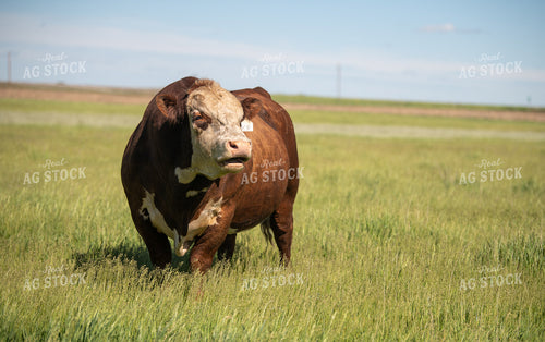 Hereford Bull on Pasture 212035