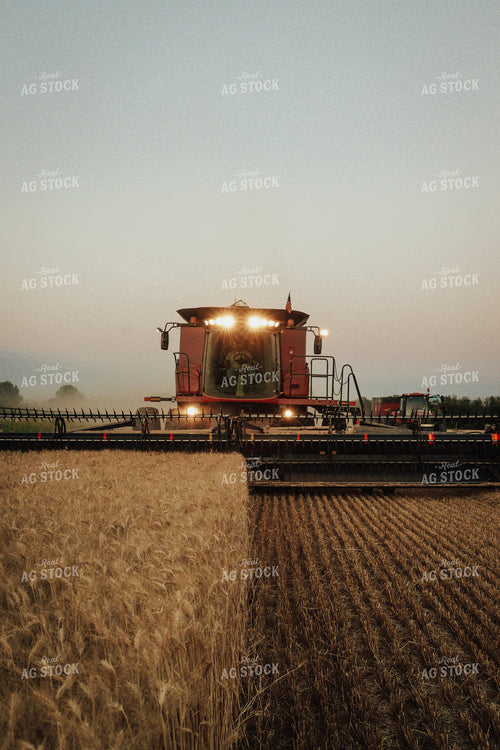 Wheat Harvest 83118