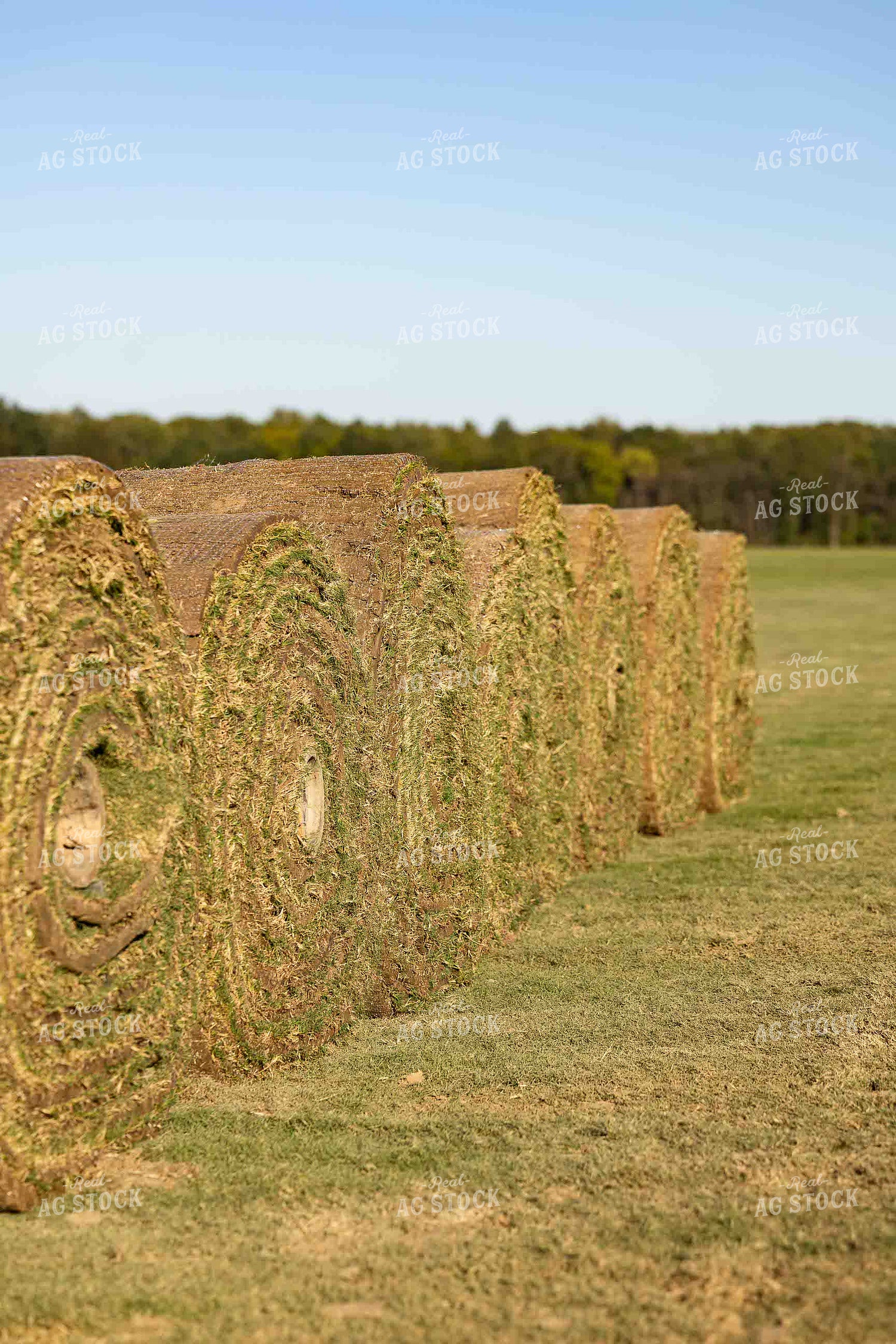 Rolls of Sod 291011