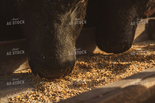 Commercial Black Angus Cattle Eating Out of Feed Trough 67230