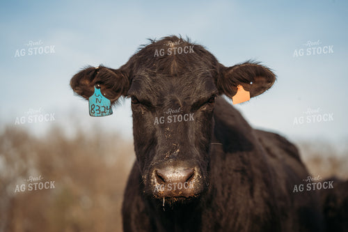 Black Angus Close Up 196243