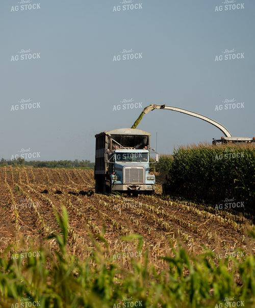 Silage Harvest 185181