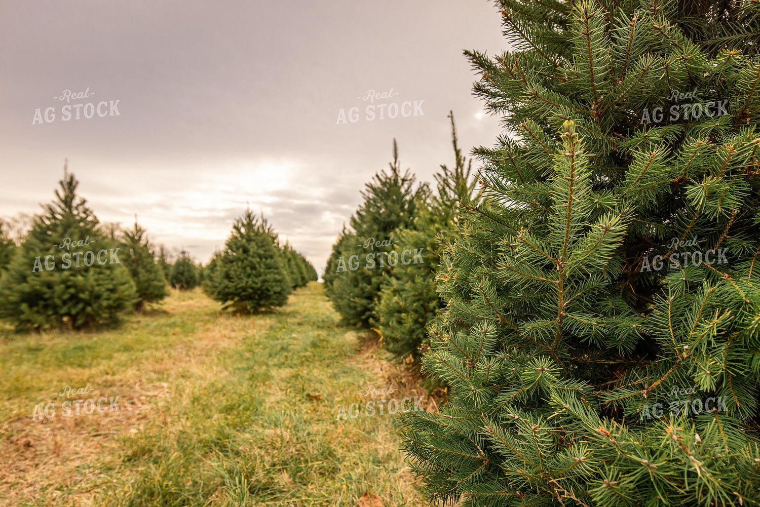 Evergreen Trees 270122