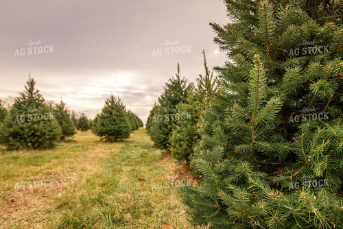 Evergreen Trees 270122