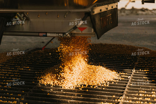 Dumping Corn into Storage Pit 9430