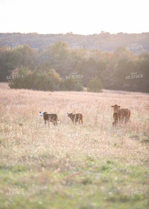 Crossbred Cow Calf Pair 193054
