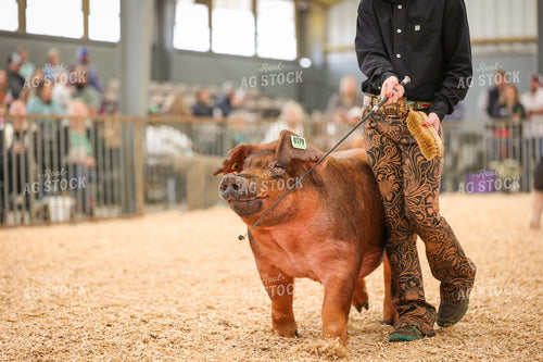 Showing Pigs 52314