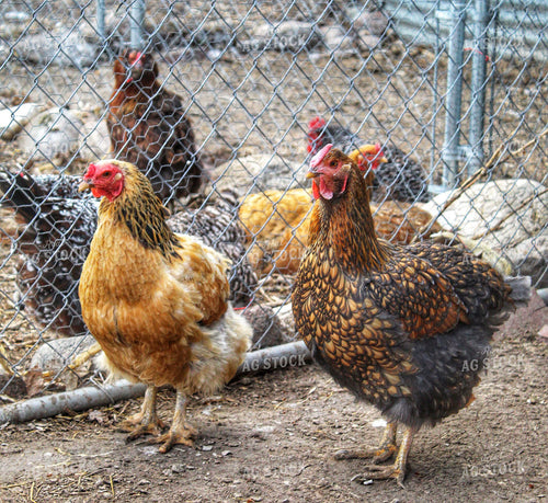 Chickens 141213