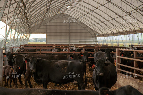 Cow Calf Pairs 67479