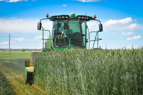 Cutting Wheat 56142