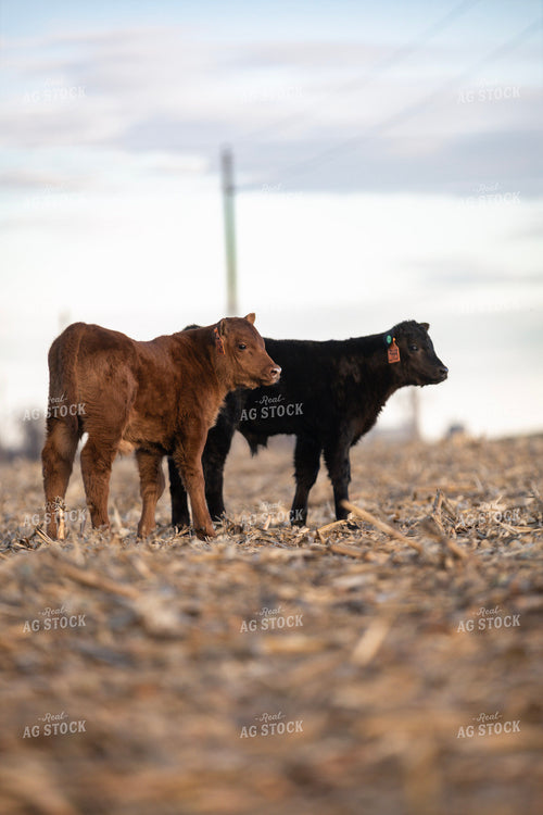 Calves on Corn Stalks 305029