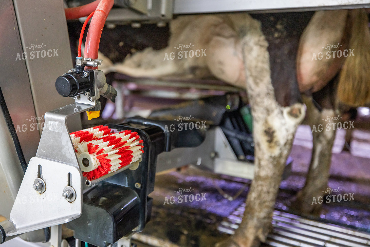 Robotic Milking Unit in Use 270137