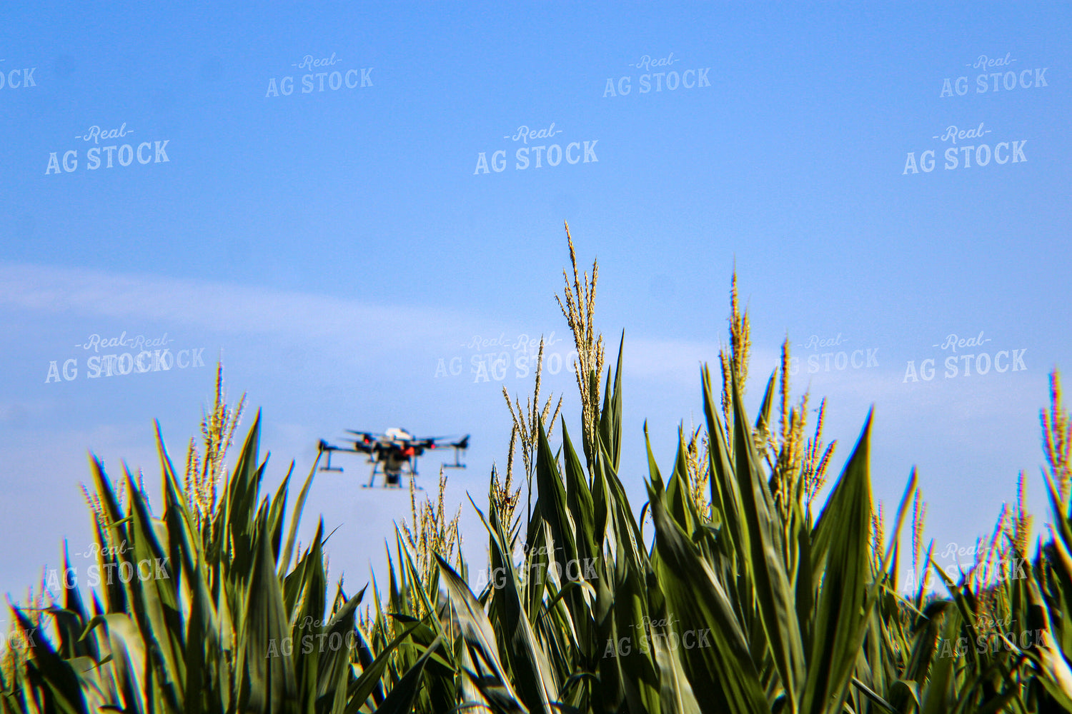 Drone Spraying Corn Field 101007