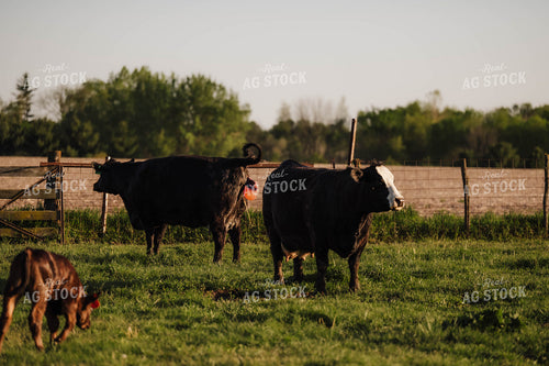 Calf Being Born 115519