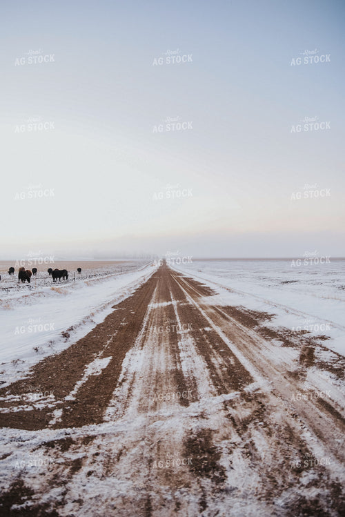 Cattle Grazing on Corn Stalks 68017