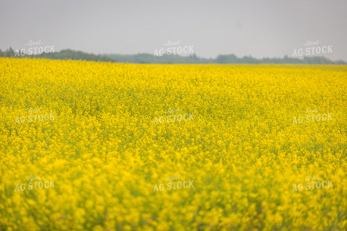 Flowering Canola Field 138069