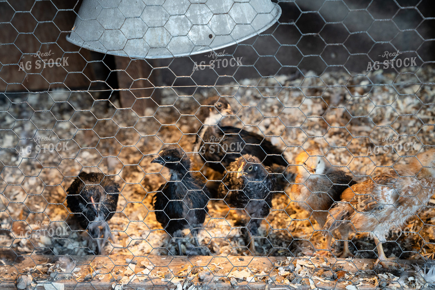Group of Young Chickens in Enclosure Under Protective Heating Lamp 65321