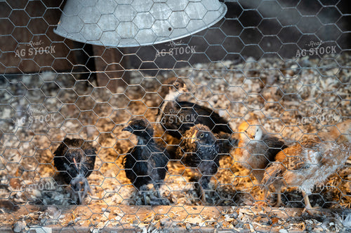 Group of Young Chickens in Enclosure Under Protective Heating Lamp 65321