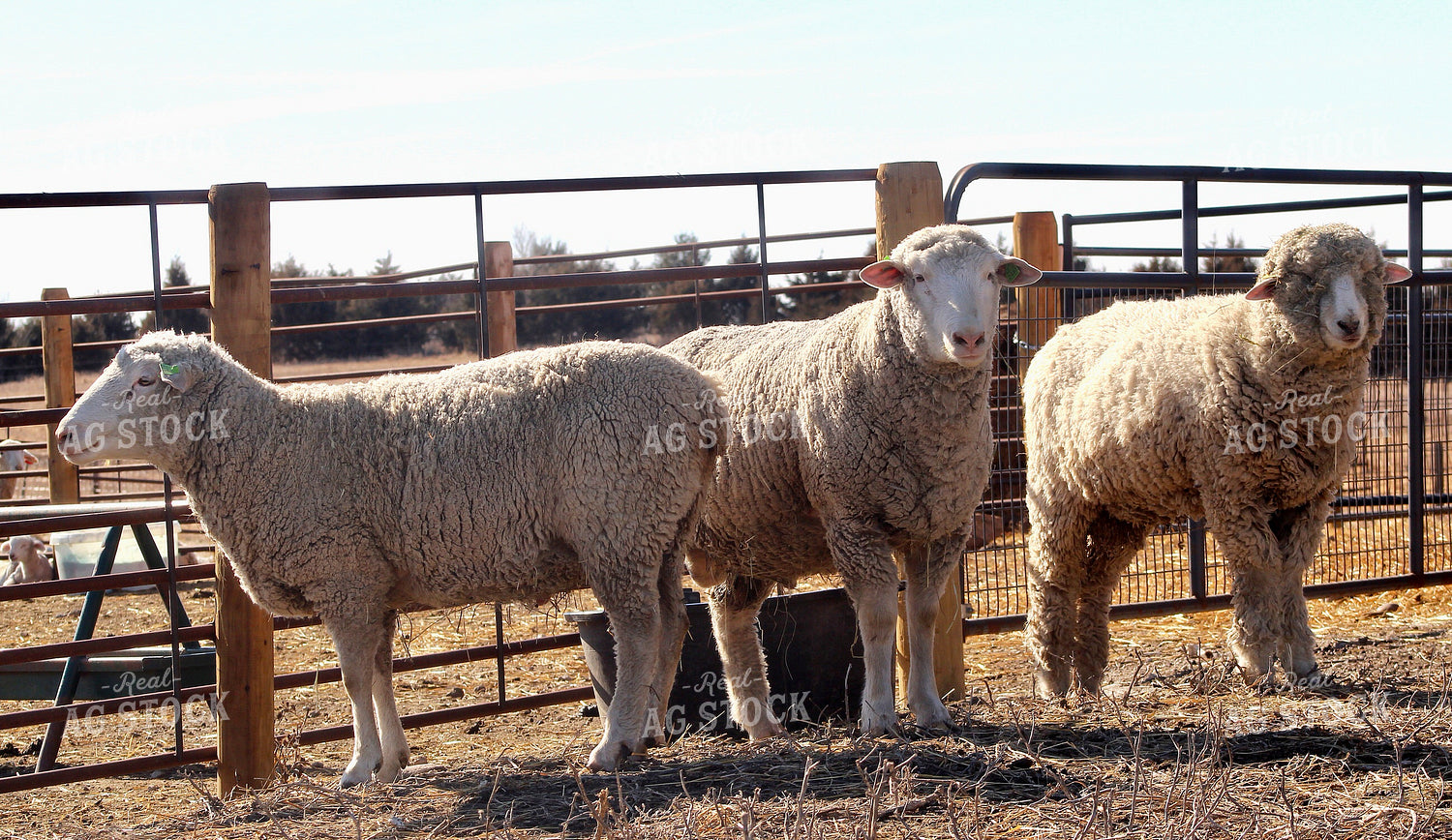 Sheep 141512
