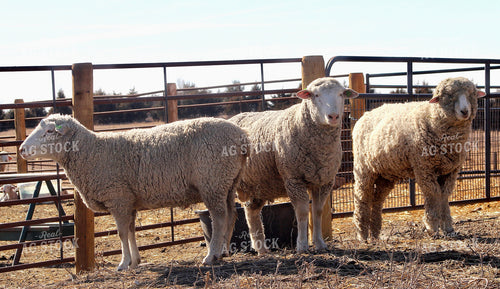 Sheep 141512