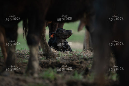 Calf 189033