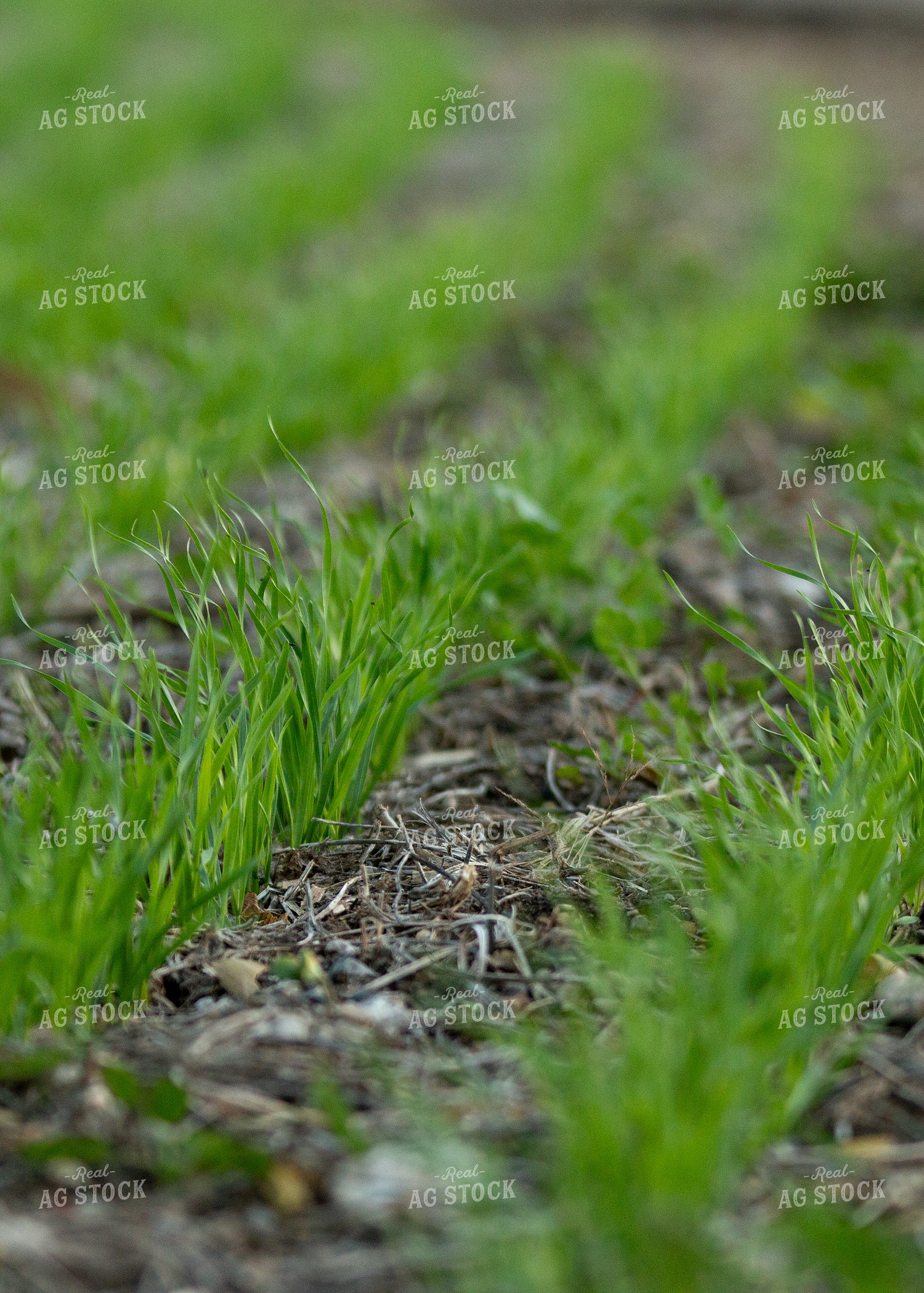 Early Growth Wheat 157249
