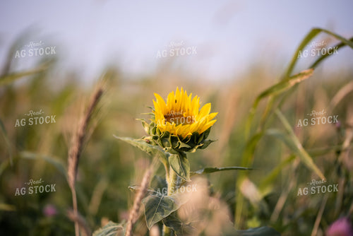 Sunflower 76022