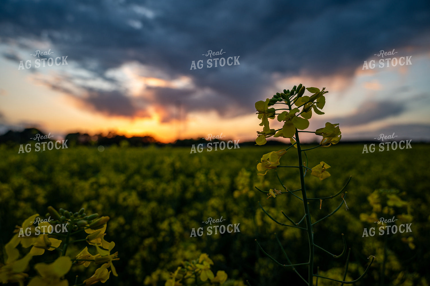 Canola 149078