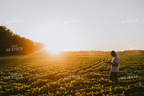 Farmer in Soybean Field with Tablet 6149