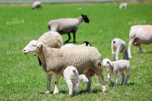 Lambs and Ewes 84274
