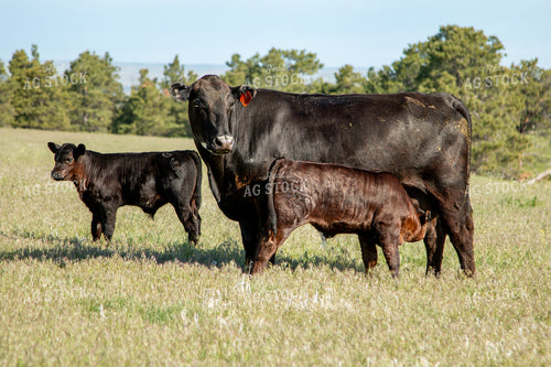 Cow Calf Pair 260009