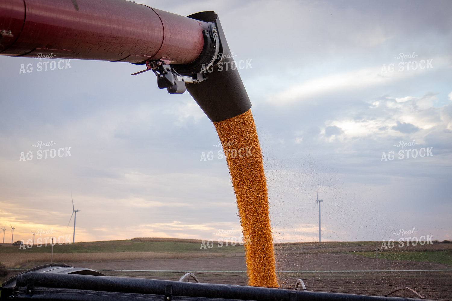 Unloading Harvested Corn 268195