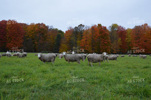 Sheep 164013