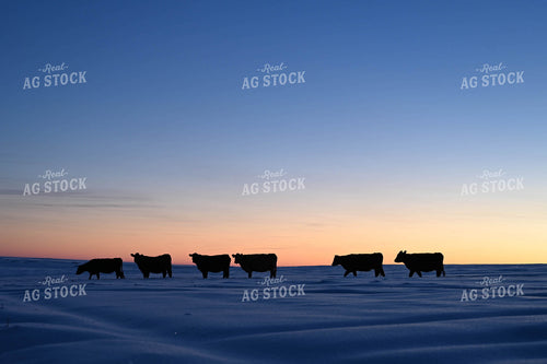 Cattle on Pasture in Snow 253020