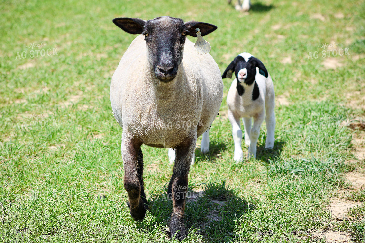 Lambs and Ewes 84276