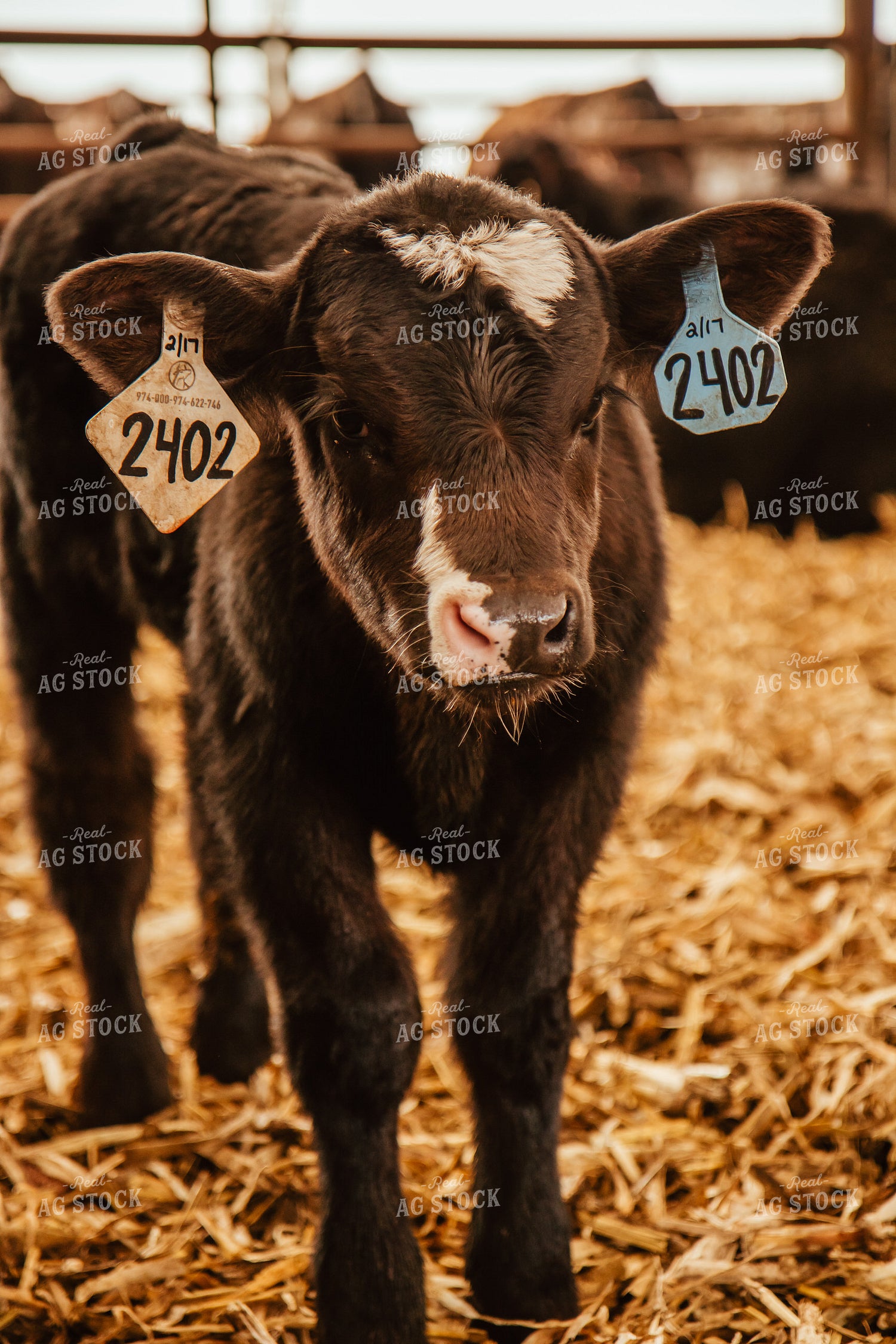 Calves 67658